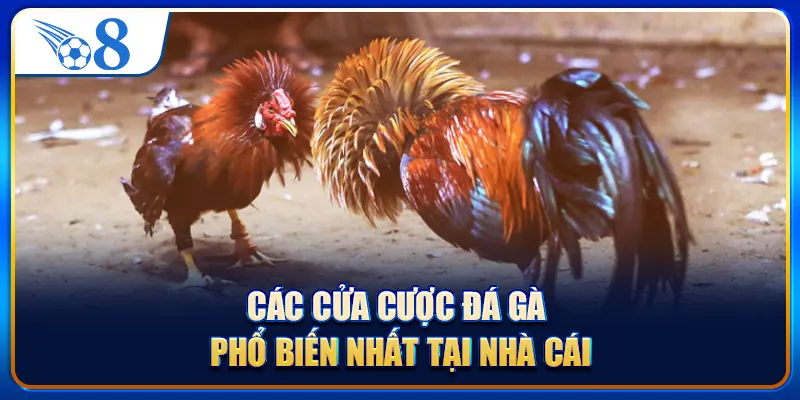 Các cửa cược đá gà phổ biến nhất tại nhà cái